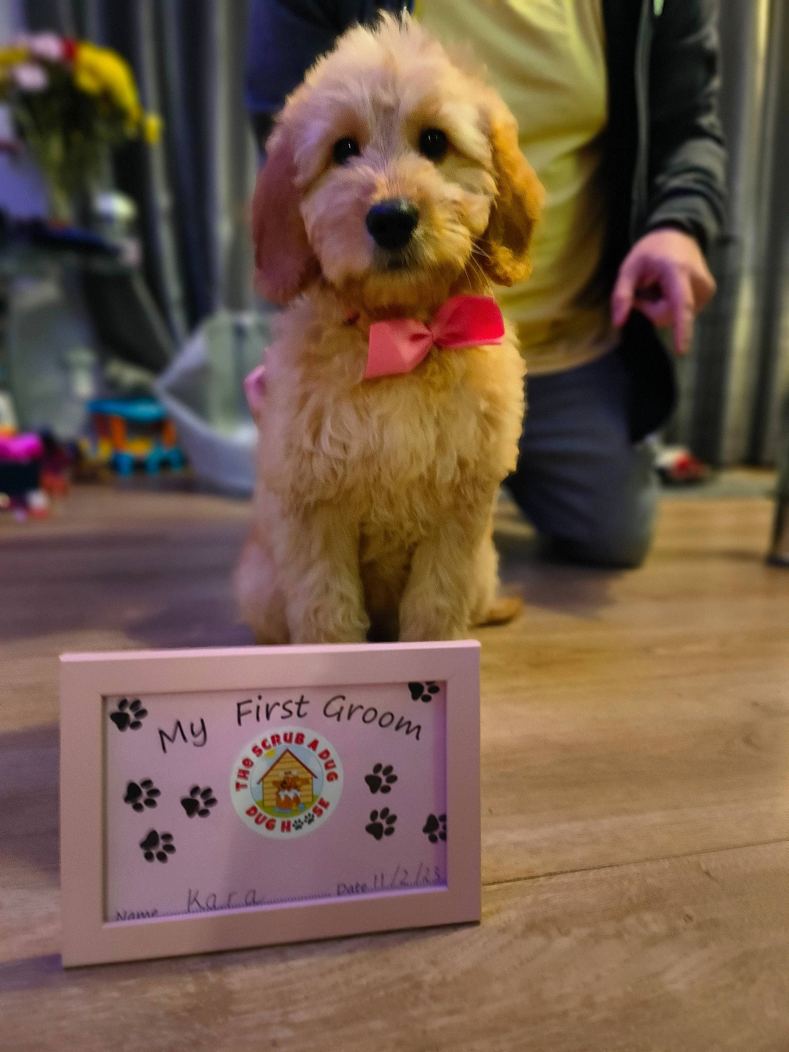 Kara joined the competition — help win amazing prizes! canidae, carnivore, companion_dog, conformation_show, dog, dog_breed, dog_clothes, dog_supply, event, flooring, fun, fur, leash, personal_protective_equipment, recreation, small_terrier, sporting_group, terrier, toy_dog, yellow