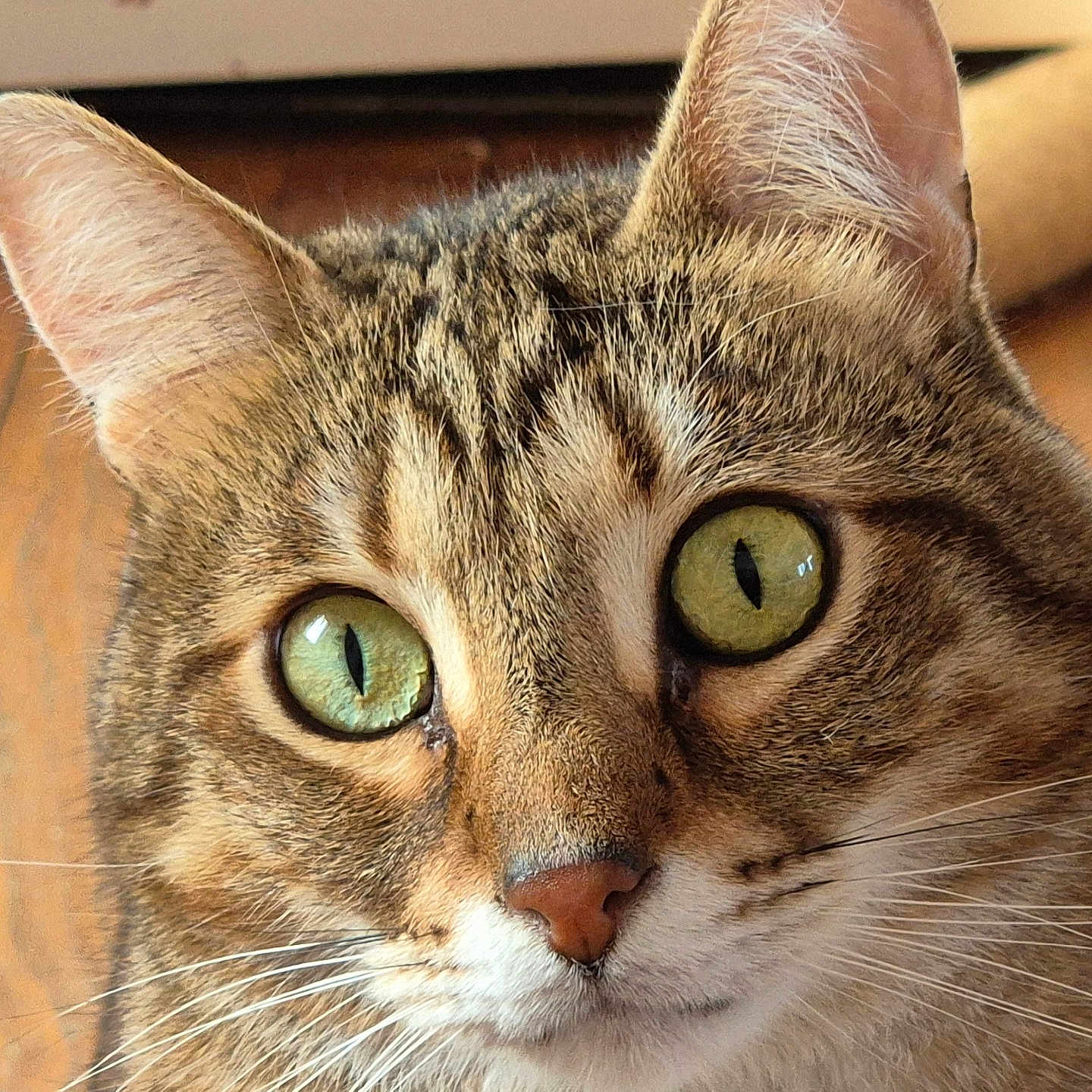 Panini a rejoint le concours — aidez-le/la à gagner de superbes lots ! abyssinian, animal, cat, egyptiancat, hardwood, kitten, manx, pet, wood