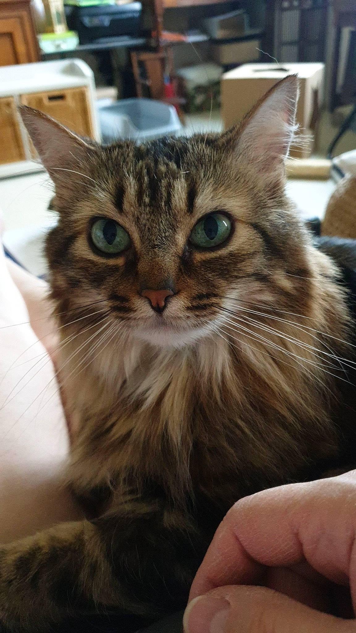 Mimou a rejoint le concours — aidez-le/la à gagner de superbes lots ! carnivore, cat, claw, domestic_short_haired_cat, felidae, fur, iris, maine_coon, paw, small_to_medium_sized_cats, snout, whiskers