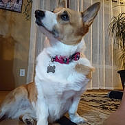 Lana is registered to the contest to win money with this photo: dog, corgi, pet, collar, bone_tag, floor, rug, curtains, indoor, home, plant, family_photo, wall, wooden_floor, paw, ears, sitting, brown_and_white, curious, cozy