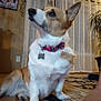 dog, corgi, pet, collar, bone_tag, floor, rug, curtains, indoor, home, plant, family_photo, wall, wooden_floor, paw, ears, sitting, brown_and_white, curious, cozy