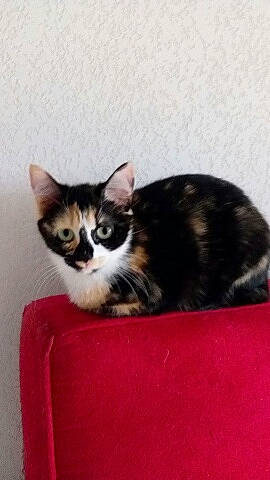 Kiwi a rejoint le concours — aidez-le/la à gagner de superbes lots ! aegean_cat, american_shorthair, american_wirehair, asian, carnivore, cat, domestic_short_haired_cat, european_shorthair, felidae, kitten, mammal, polydactyl_cat, small_to_medium_sized_cats, tabby_cat, whiskers