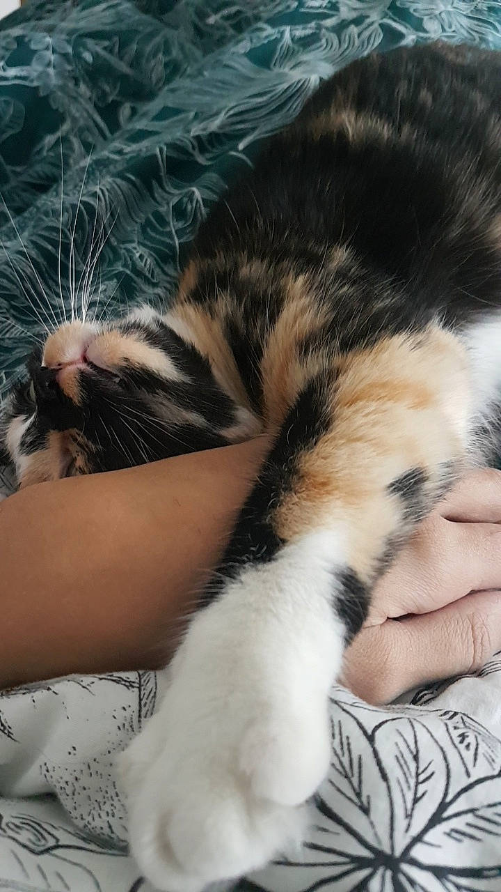 Kiwi participe au concours pour gagner de l'argent avec cette photo : asian, carnivore, cat, claw, domestic_short_haired_cat, ear, eye, felidae, fur, hand, leg, nap, norwegian_forest_cat, nose, paw, polydactyl_cat, skin, sleep, small_to_medium_sized_cats, whiskers