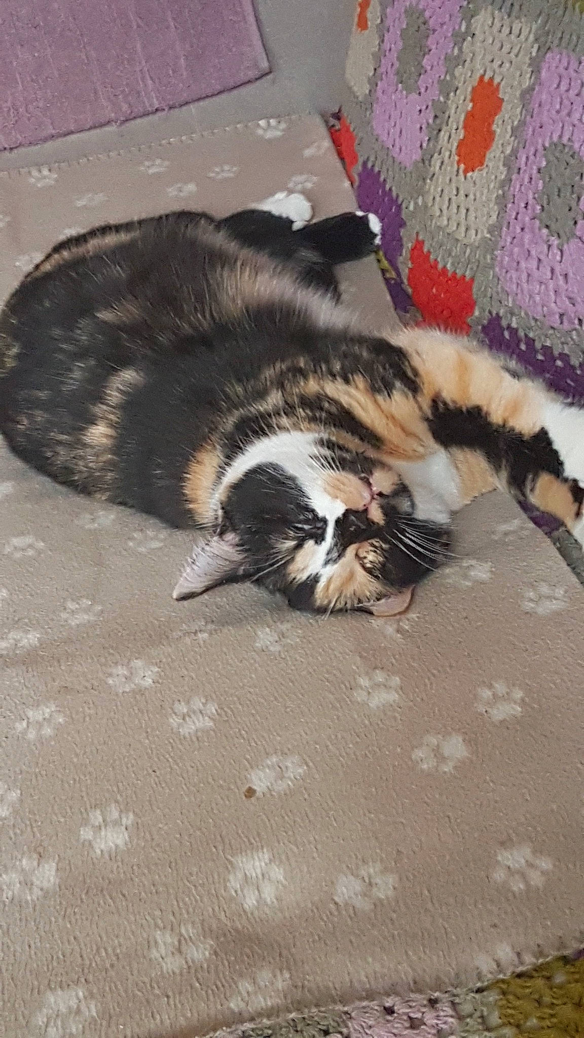 Kiwi participe au concours pour gagner de l'argent avec cette photo : carnivore, cat, domestic_short_haired_cat, european_shorthair, fawn, felidae, fur, kitten, norwegian_forest_cat, paw, sleep, small_to_medium_sized_cats, snout, tail, whiskers