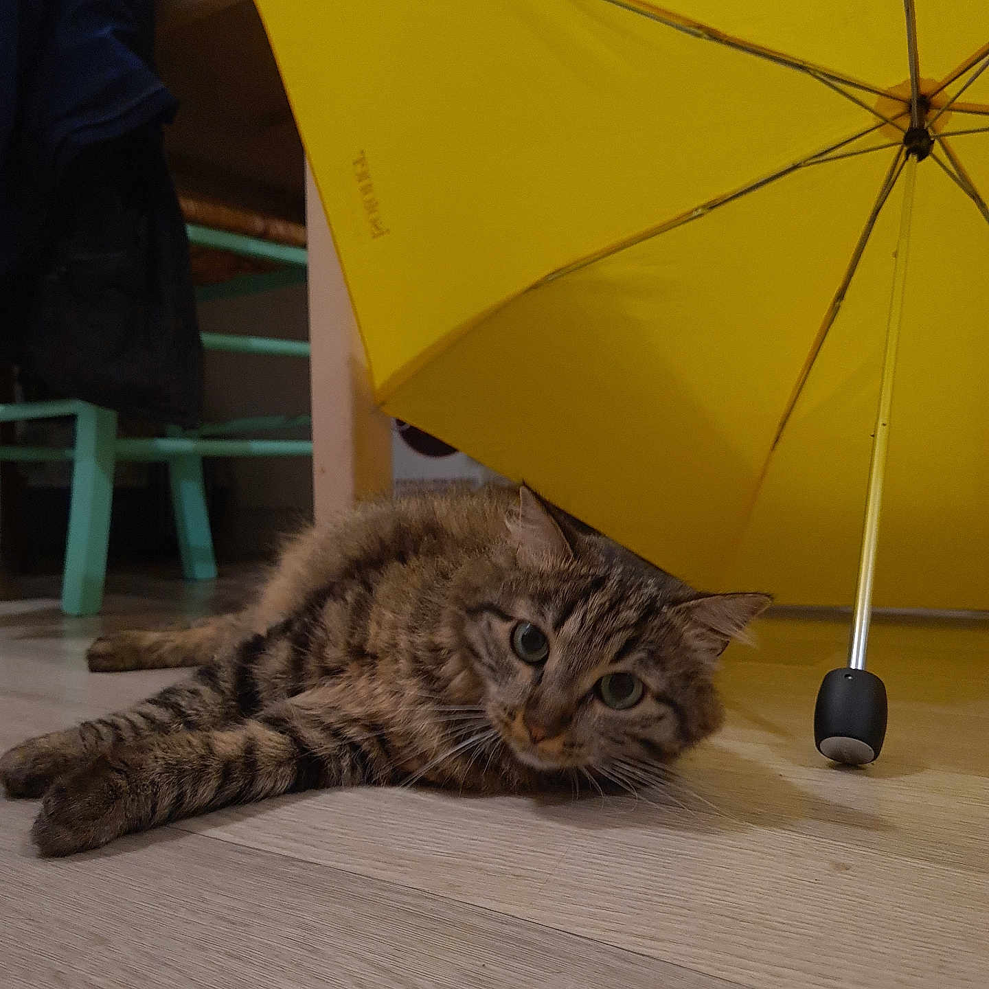 Mimi