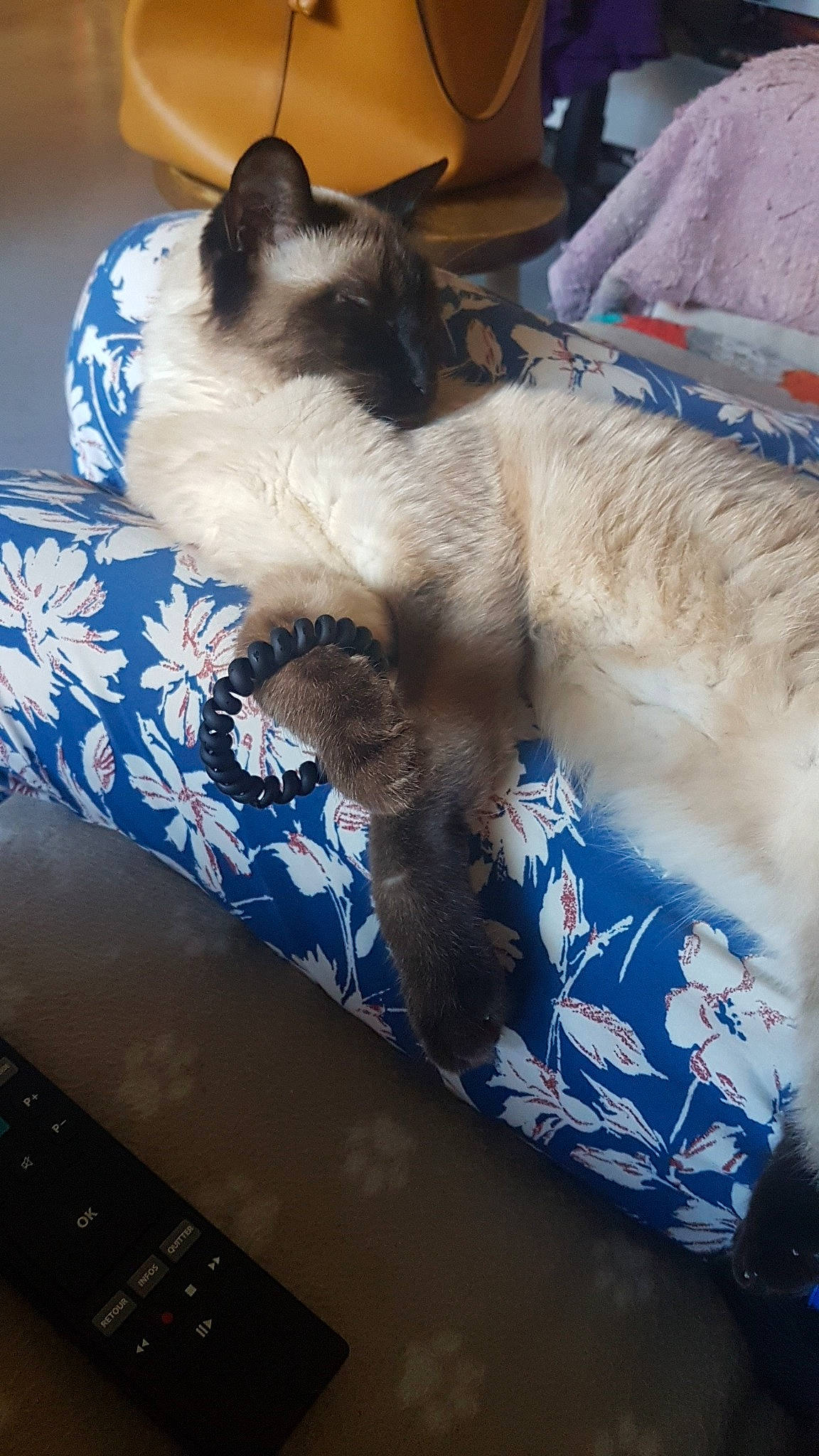 Pupuce a rejoint le concours — aidez-le/la à gagner de superbes lots ! balinese, birman, carnivore, cat, colorpoint_shorthair, domestic_long_haired_cat, felidae, fur, himalayan, javanese, kitten, mammal, ojos_azules, ragdoll, siamese, small_to_medium_sized_cats, snowshoe, thai, tonkinese, whiskers