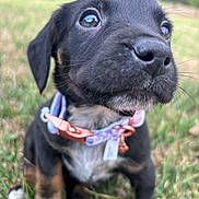 Layla joined the competition — help win amazing prizes! puppy, dog, black_dog, collar, grass, outdoor, pet, cute, closeup, animal, young_dog, nature, fur, whiskers, ears, nose, eyes, sitting, playful, adorable