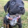 puppy, dog, black_dog, collar, grass, outdoor, pet, cute, closeup, animal, young_dog, nature, fur, whiskers, ears, nose, eyes, sitting, playful, adorable