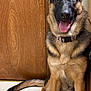 black_mask, brown_fur, cabinet, canine, closeup, collar, dog, german_shepherd, happy, indoor, large_ears, paws, pet, portrait, sitting, tail, tile_floor, tongue_out, wall, wooden_door