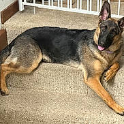 Journey joined the competition — help win amazing prizes! attentive, brown_black_coat, canine, carpet, collar, cute, dog, ears_up, fur, gate, german_shepherd, household, indoor, paws, pet, portrait, relaxed, resting, stairs, tongue_out