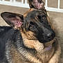 attentive, background_blur, brown_eyes, canine, carpet, close_up, collar, depth_of_field, dog, domestic_animal, ears, fur, german_shepherd, head_tilt, indoor, nose, pet, portrait, sitting, whiskers