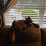 cat, tortoiseshell_cat, feline, indoor, couch, window, blinds, curtain, daylight, greenery, car, suburban, relaxing, pet, fur, tail, animal, home, cozy, looking