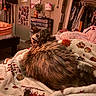 cat, tortoiseshell, feline, pet, indoor, bedroom, blanket, cozy, fur, curious, looking_back, home, furniture, clothing, decorations, closet, warm_lighting, resting, soft, domestic