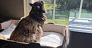 Cuddles joined the competition — help win amazing prizes! cat, cardboard_box, window, blinds, sunlight, indoor, pet, feline, curious, cozy, soft, fur, resting, daylight, home, quiet, shadow, looking_out, relaxing, container
