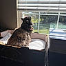 cat, cardboard_box, window, blinds, sunlight, indoor, pet, feline, curious, cozy, soft, fur, resting, daylight, home, quiet, shadow, looking_out, relaxing, container