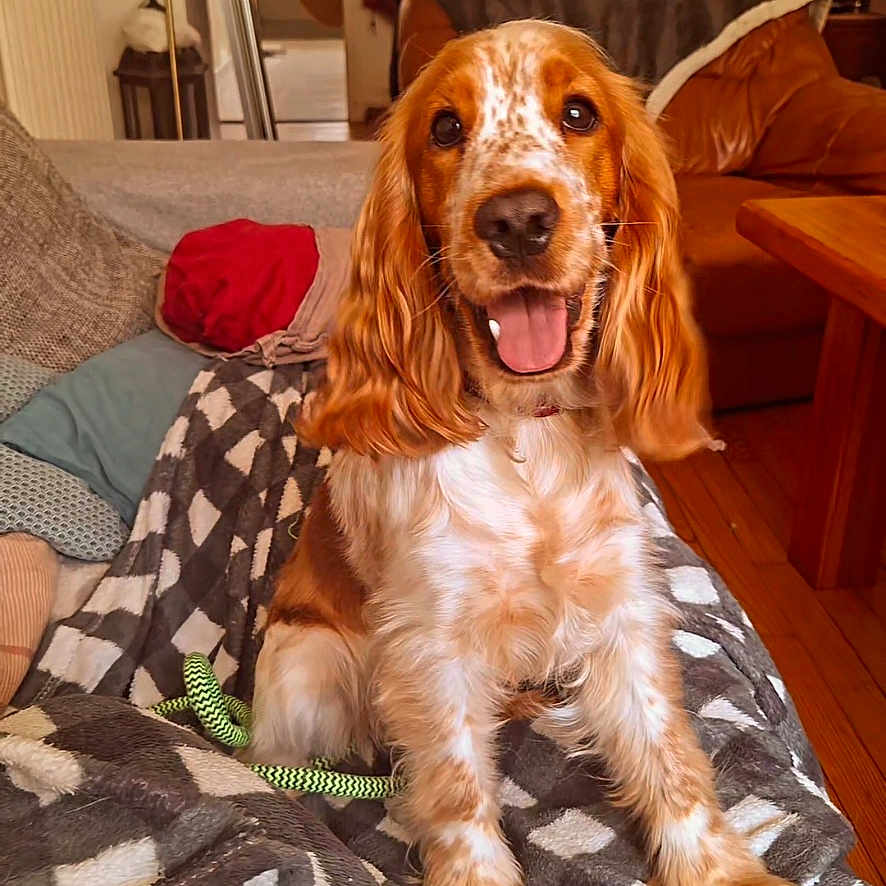 Betty participe au concours pour gagner de l'argent avec cette photo : adult, animal, bed, bedroom, blanket, canine, cockerspaniel, couch, cushion, dog, female, furniture, homedecor, indoors, interiordesign, person, pet, puppy, room, woman