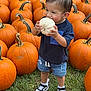 toddler, child, pumpkin, white_pumpkin, orange_pumpkins, grass, outdoor, smiling, happy, shorts, sneakers, blue_shirt, fall, autumn, harvest, festival, nature, cute, playful, seasonal