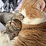 cat, kitten, tabby, orange_tabby, cuddling, sleeping, paw, whiskers, fur, closeup, cozy, blanket, bed, pet, domestic_animal, snuggling, relaxed, portrait, two_animals, comfort
