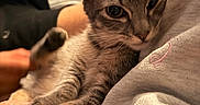 Chip is registered to the contest to win money with this photo: animal, cat, close_up, comfort, cozy, cute, feline, fur, hand, indoor, kitten, napping, paw, person, pet, resting, sleepy, snuggling, tabby, warm