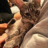 animal, cat, close_up, comfort, cozy, cute, feline, fur, hand, indoor, kitten, napping, paw, person, pet, resting, sleepy, snuggling, tabby, warm