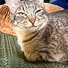 Chip joined the competition — help win amazing prizes! animal, cat, close_up, cozy, cute, domestic_cat, ears, feline, fur, green_blanket, indoor, lying_down, pet, portrait, relaxed, resting, tabby_cat, texture, whiskers, yellow_eyes