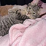 cat, kitten, tabby, gray_tabby, pet, feline, blanket, pink_blanket, bed, cozy, indoors, close_up, portrait, paw, ears, whiskers, fur, relaxed, looking_at_camera, soft_texture