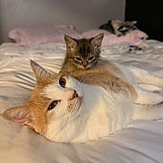 Chip joined the competition — help win amazing prizes! cat, kitten, two_cats, orange_white_cat, gray_kitten, bed, blanket, bedding, indoor, pet, feline, close_up, cozy, resting, whiskers, portrait, domestic_animal, home, sleepy, soft