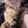 Chip is registered to the contest to win money with this photo: animal, blurred_background, cat, closeup, cozy, cute, domestic, feline, fur, indoor, mammal, peaceful, pet, relaxed, resting, sleeping, soft, tabby, warm_light, whiskers