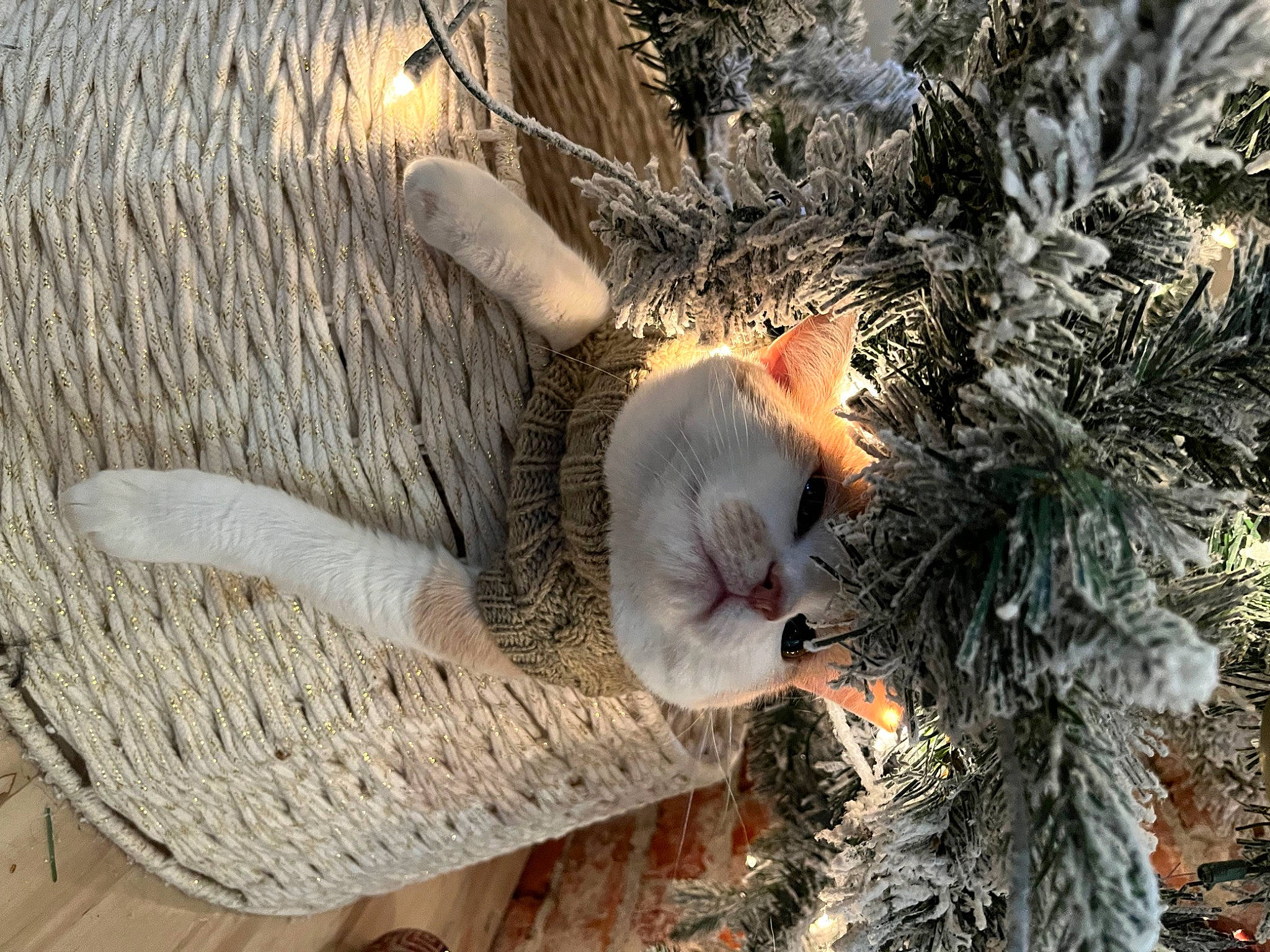 Bleo joined the competition — help win amazing prizes! christmas_ornament, conifer, event, evergreen, fawn, felidae, freezing, fruit, fur, grass, natural_material, plant, stuffed_toy, tail, tree, trunk, twig, whiskers, winter, wood