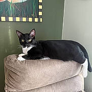 Charlie joined the competition — help win amazing prizes! alert, animal, black_and_white_cat, cat, clock, cozy, cute, domestic_cat, fur, furniture, indoor, living_room, painting, pet, recliner, relaxed, resting, wall, whiskers, yellow_eyes