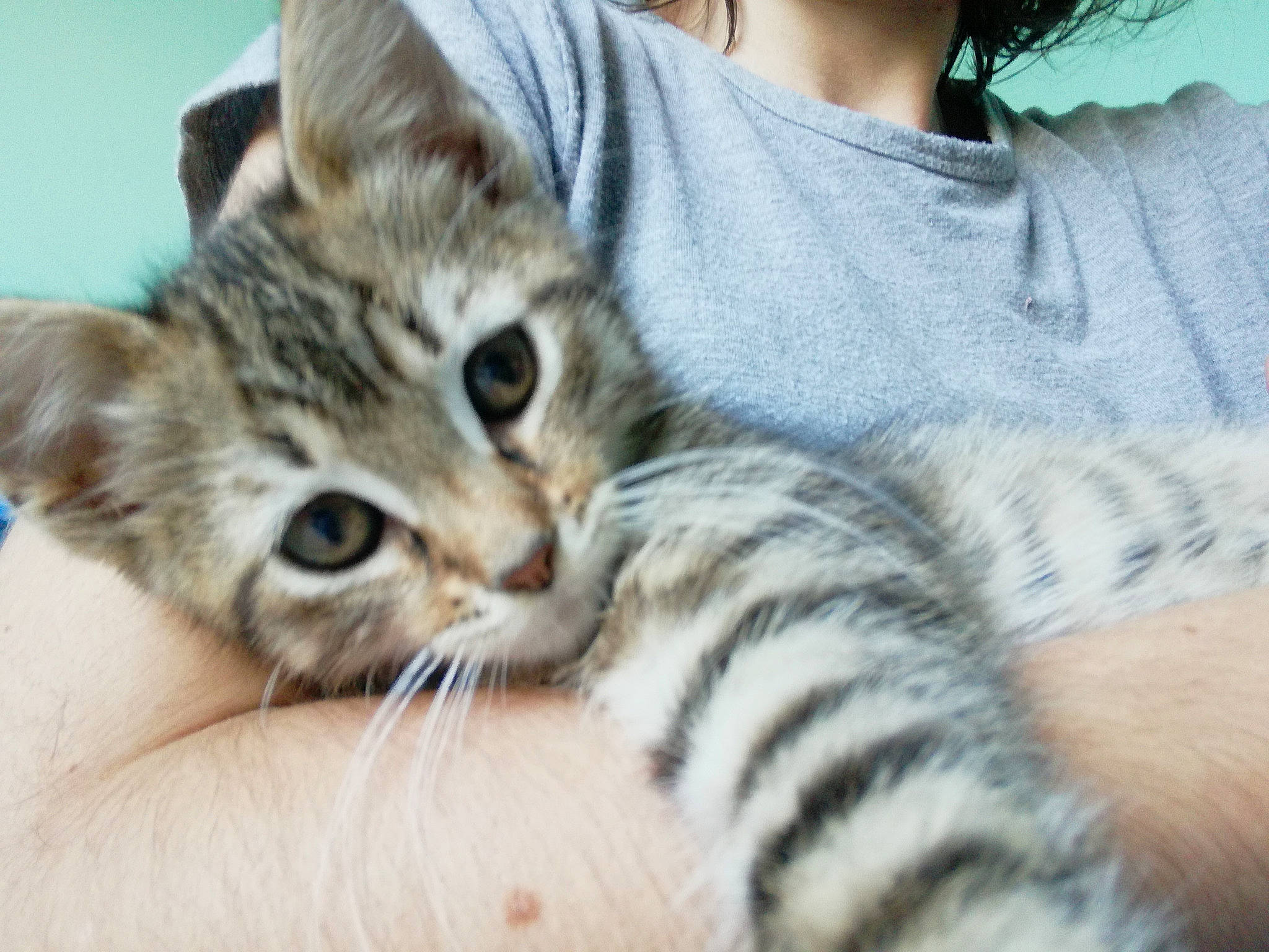 Nina participe au concours pour gagner de l'argent avec cette photo : carnivore, cat, claw, comfort, domestic_short_haired_cat, fawn, felidae, finger, fur, hand, nail, nap, paw, skin, sleeve, small_to_medium_sized_cats, snout, t_shirt, whiskers, wildlife