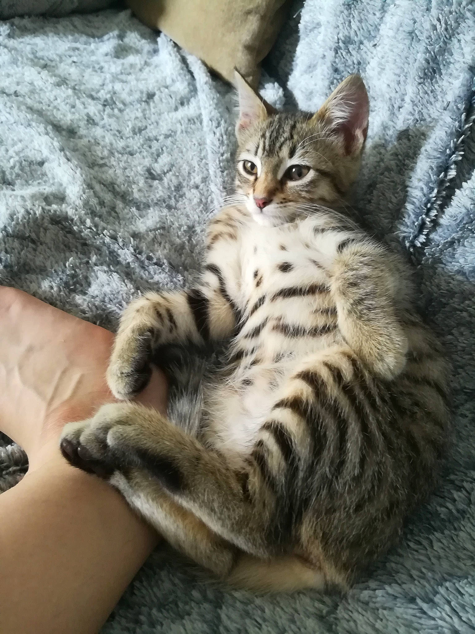 Nina a rejoint le concours — aidez-le/la à gagner de superbes lots ! carnivore, cat, claw, comfort, domestic_short_haired_cat, felidae, foot, fur, nail, paw, small_to_medium_sized_cats, snout, tail, terrestrial_animal, whiskers, wildlife