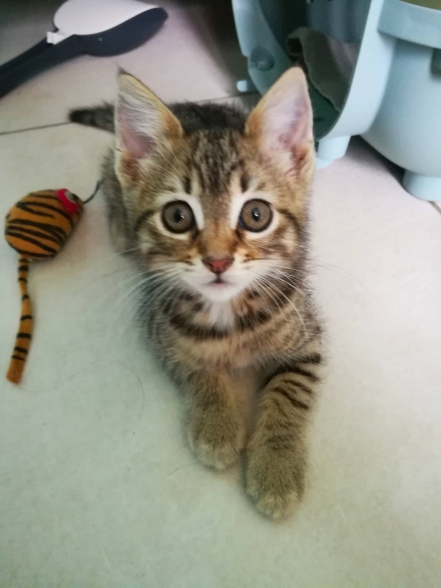 Nina a rejoint le concours — aidez-le/la à gagner de superbes lots ! carnivore, cat, claw, coffee_cup, cup, dishware, domestic_short_haired_cat, drinkware, felidae, fork, fur, kitchen_utensil, mug, paw, serveware, small_to_medium_sized_cats, snout, tableware, terrestrial_animal, whiskers