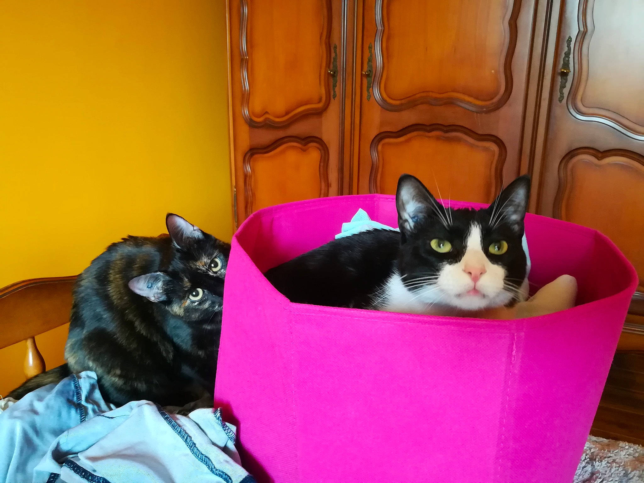 Neko participe au concours pour gagner de l'argent avec cette photo : bag, bean_bag, box, carnivore, cat, cat_supply, comfort, domestic_short_haired_cat, felidae, fur, linens, luggage_and_bags, magenta, mammal, packaging_and_labeling, pet_supply, purple, small_to_medium_sized_cats, vertebrate, whiskers