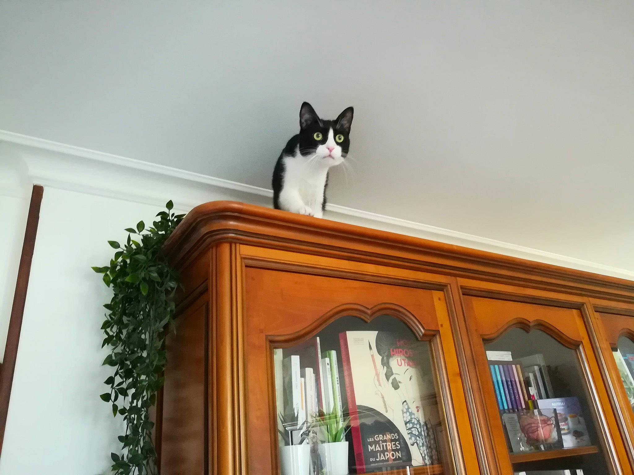 Neko a rejoint le concours — aidez-le/la à gagner de superbes lots ! barware, bookcase, bottle, cabinetry, carnivore, cat, drinkware, felidae, hardwood, house, houseplant, picture_frame, plant, shelf, shelving, small_to_medium_sized_cats, stairs, whiskers, wood, wood_stain