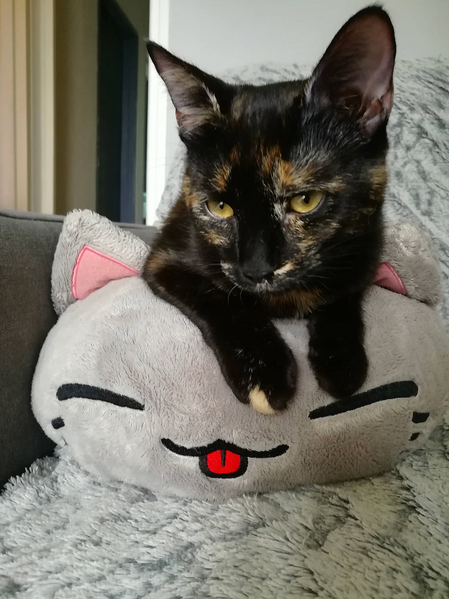 Hinata participe au concours pour gagner de l'argent avec cette photo : black_cat, bombay, carmine, carnivore, cat, claw, comfort, domestic_short_haired_cat, felidae, foot, fur, grey, lap, paw, sitting, small_to_medium_sized_cats, snout, tail, whiskers, window