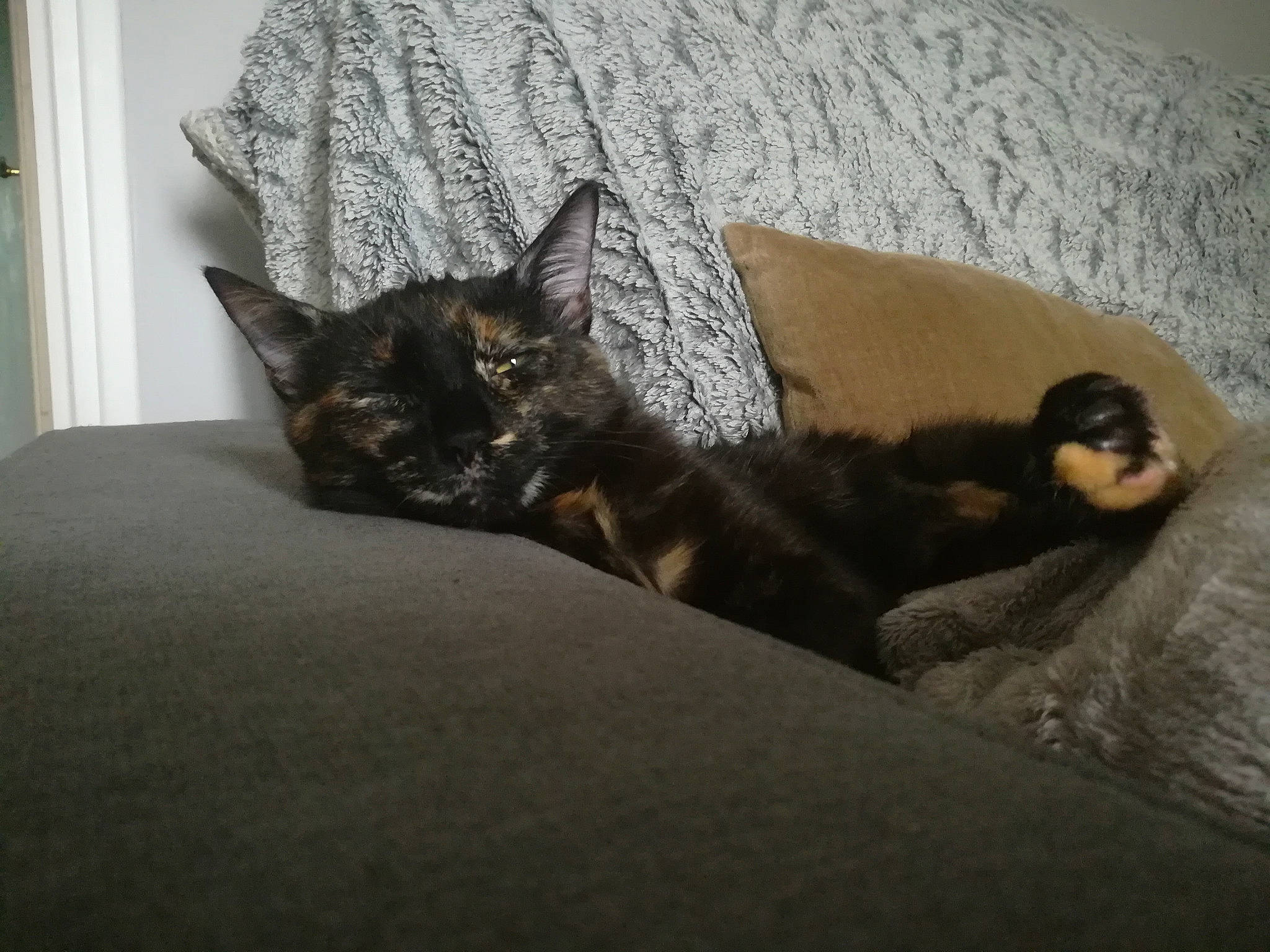 Hinata participe au concours pour gagner de l'argent avec cette photo : bedding, carnivore, cat, cat_supply, comfort, couch, curtain, domestic_short_haired_cat, felidae, fur, grey, linens, living_room, picture_frame, room, small_to_medium_sized_cats, tail, terrestrial_animal, whiskers, wood