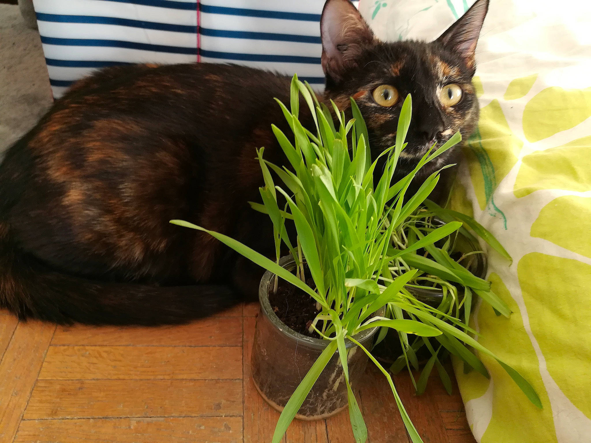 Hinata participe au concours pour gagner de l'argent avec cette photo : black_cat, bombay, carnivore, cat, domestic_short_haired_cat, felidae, flowering_plant, flowerpot, fur, grass, groundcover, herb, houseplant, leaf_vegetable, plant, small_to_medium_sized_cats, tail, terrestrial_plant, whiskers, window