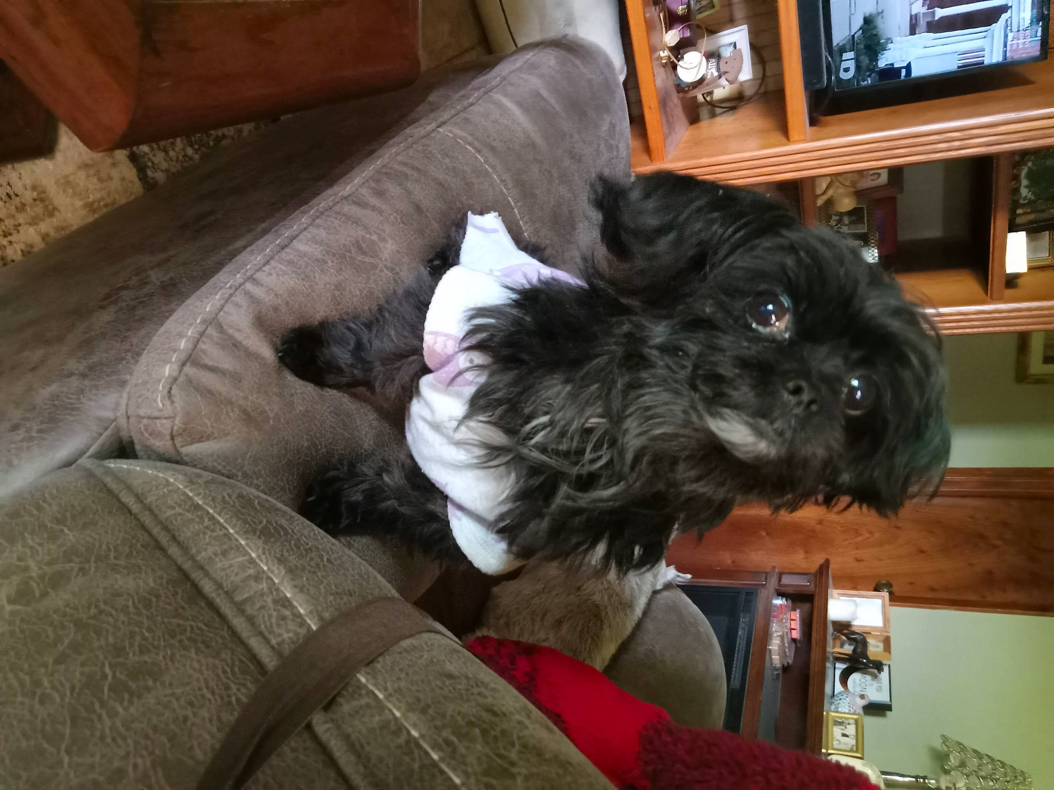 Monkey Kiki is registered to the contest to win money with this photo: carnivore, comfort, companion_dog, couch, dog, dog_breed, dog_supply, felidae, fur, hardwood, living_room, picture_frame, schnauzer, snout, sporting_group, television, toy_dog, whiskers, wood, working_animal