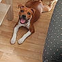 Adés participe au concours pour gagner de l'argent avec cette photo : animal, brown_dog, canine, collar, couch, dog, domestic, floor, furniture, happy, indoor, lying_down, pet, playful, relaxed, smiling, table_leg, tongue_out, white_paws, wooden_floor