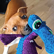 Adés participe au concours pour gagner de l'argent avec cette photo : animal, blue, brown_dog, chewing, close_up, cute, dog, domestic_animal, ears, excited, indoor, looking, pet, playful, purple, snout, stuffed_toy, toy, white_paw, wooden_floor