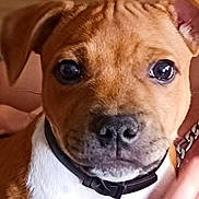 Adés participe au concours pour gagner de l'argent avec cette photo : puppy, dog, close_up, brown, white, collar, pet, indoor, animal, face, eyes, cute, young, canine, friendly, domestic, fur, looking, hand, resting