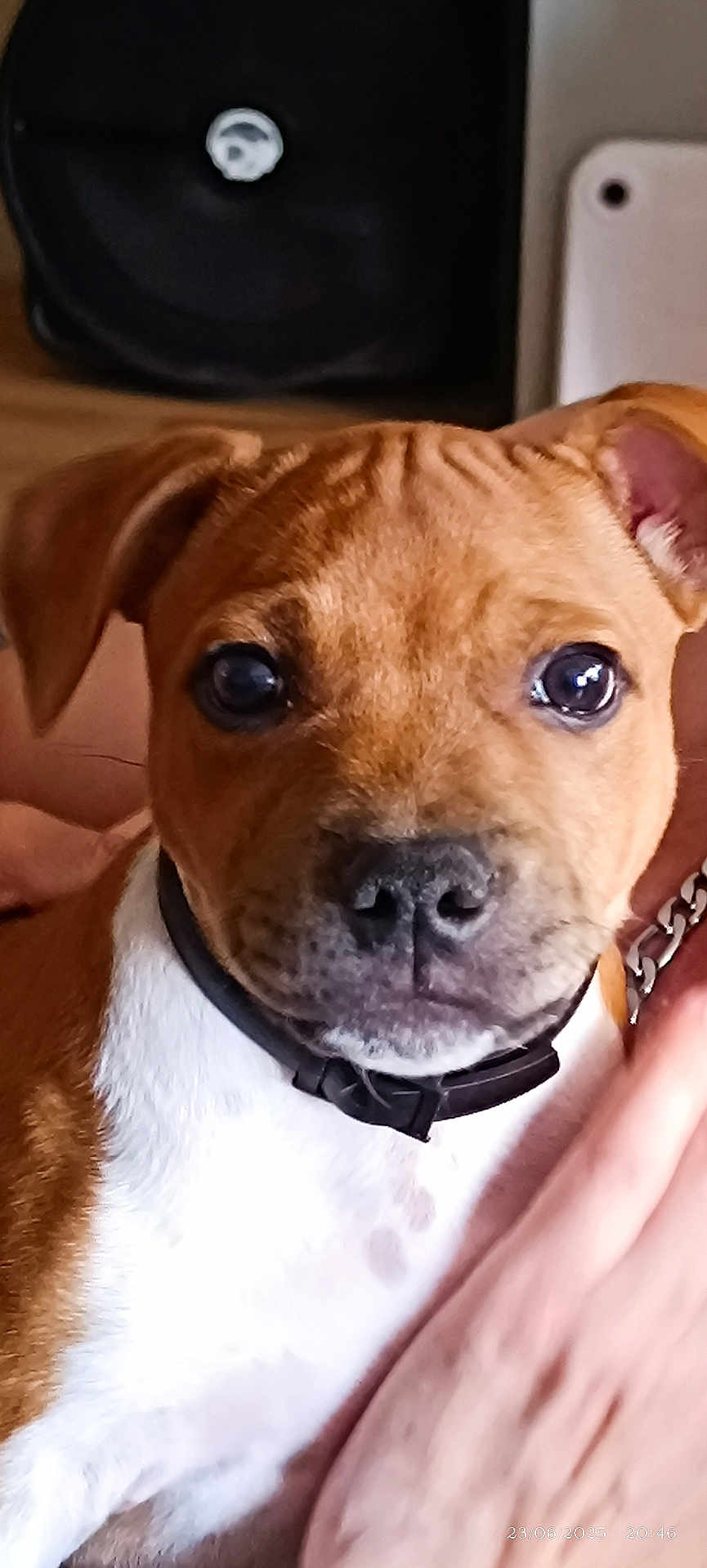 Adés participe au concours pour gagner de l'argent avec cette photo : puppy, dog, close_up, brown, white, collar, pet, indoor, animal, face, eyes, cute, young, canine, friendly, domestic, fur, looking, hand, resting