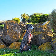 Nisa a rejoint le concours — aidez-le/la à gagner de superbes lots ! dog, greyhound, sitting, grass, rocks, outdoor, nature, sunlight, collar, moss, greenery, blue_sky, calm, animal, pet, landscape, plant, daytime, scenic, serene