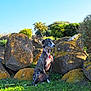 dog, greyhound, sitting, grass, rocks, outdoor, nature, sunlight, collar, moss, greenery, blue_sky, calm, animal, pet, landscape, plant, daytime, scenic, serene