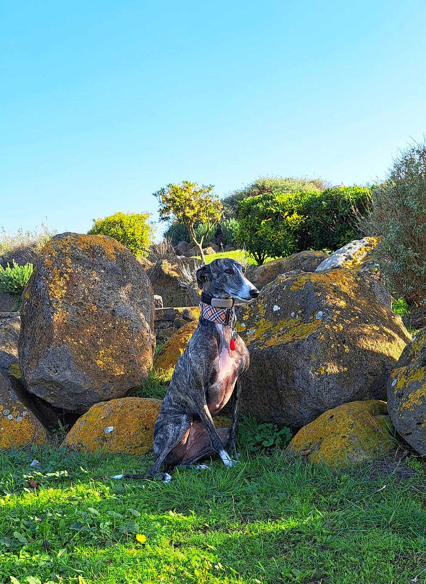 Nisa a rejoint le concours — aidez-le/la à gagner de superbes lots ! dog, greyhound, sitting, grass, rocks, outdoor, nature, sunlight, collar, moss, greenery, blue_sky, calm, animal, pet, landscape, plant, daytime, scenic, serene