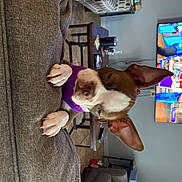 Lady Luu Luu is registered to the contest to win money with this photo: art, canidae, carnivore, cat, collar, companion_dog, dog_breed, eyewear, fawn, felidae, fun, fur, pet_supply, small_to_medium_sized_cats, snout, sporting_group, tail, visual_arts, whiskers, wood