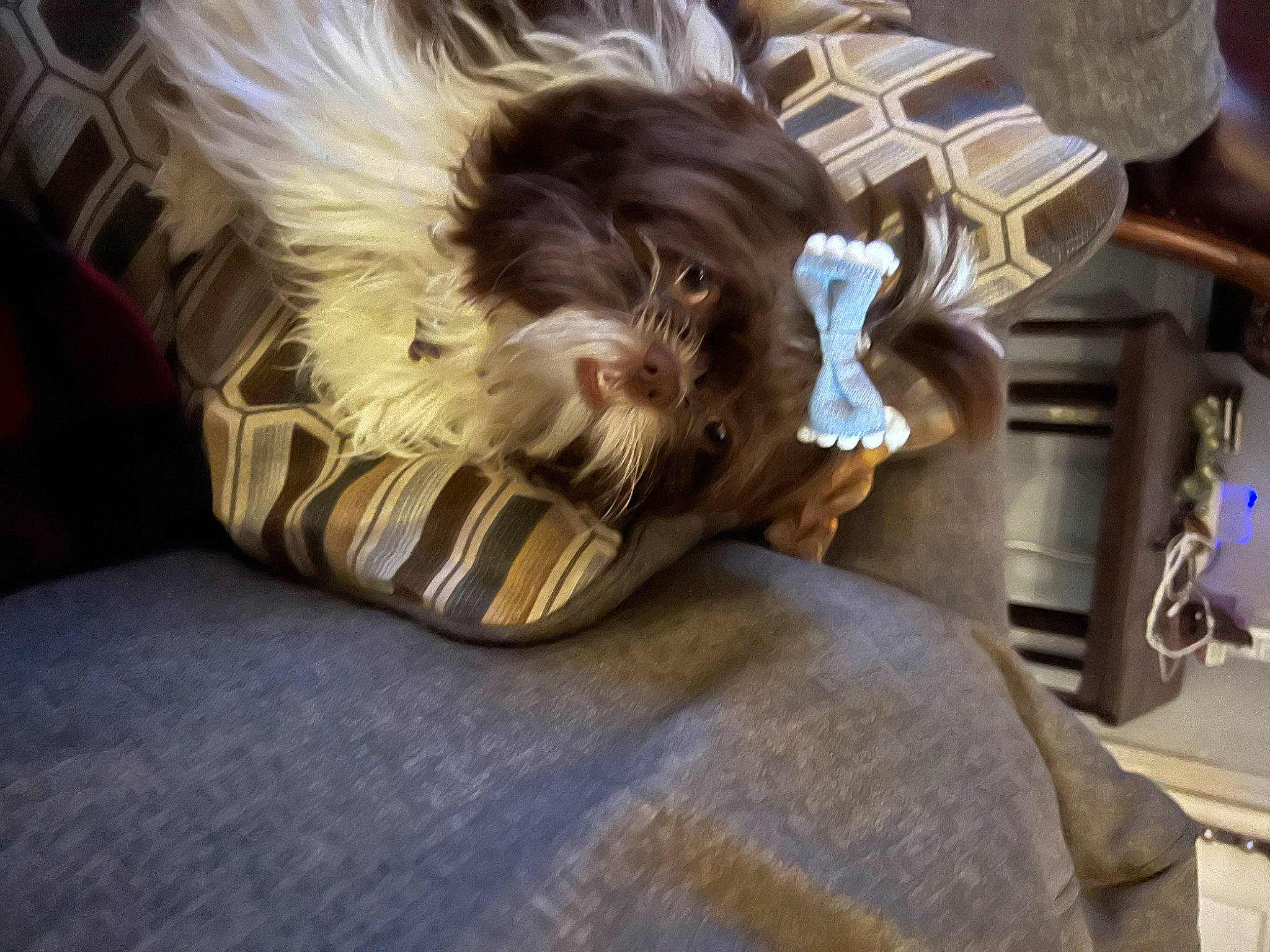 Jill joined the competition — help win amazing prizes! canidae, carnivore, comfort, companion_dog, dog, dog_breed, eyewear, fawn, felidae, fur, human_leg, linens, liver, nap, sitting, small_to_medium_sized_cats, snout, sporting_group, toy_dog, whiskers