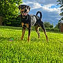 animal, ball, canine, dog, field, grass, grassland, lawn, nature, outdoors, park, pet, plant, puppy, sport, summer, tennis, tennisball, tree, vegetation