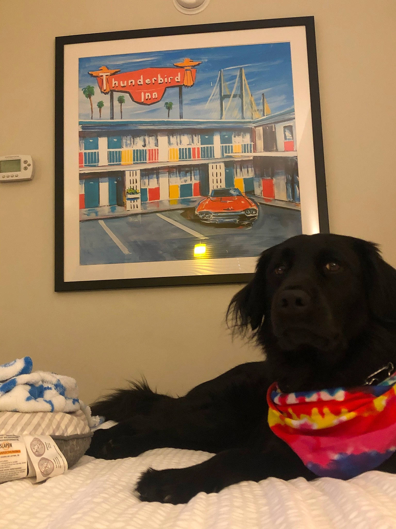 Bruce joined the competition — help win amazing prizes! boykin_spaniel, canidae, carnivore, companion_dog, dog, dog_breed, flat_coated_retriever, floor, home, house, labrador_retriever, retriever, room, sporting_group, textile